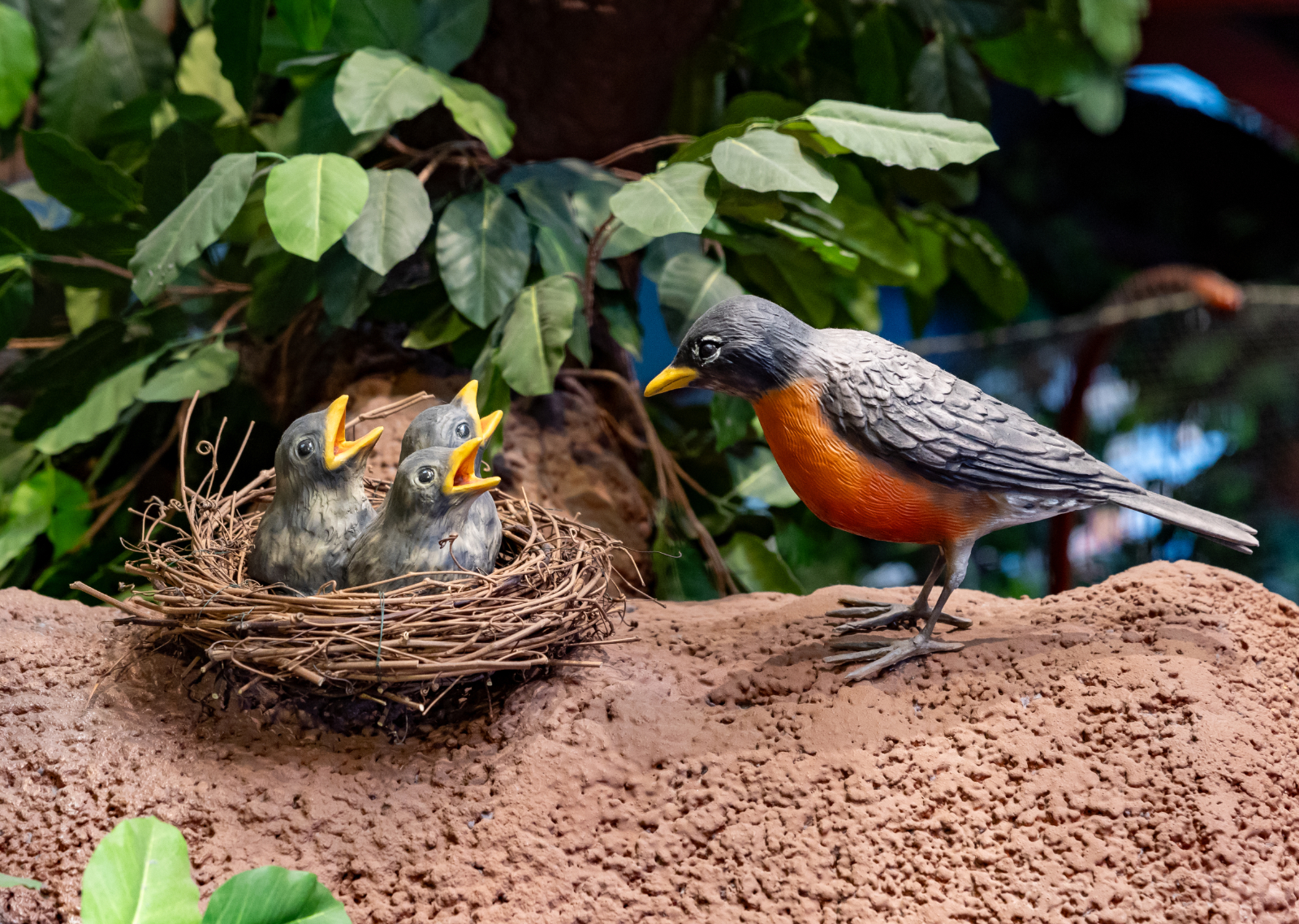 Birdnest
